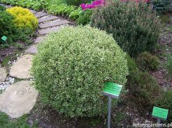 Bukszpan wieczniezielony SILVER BEAUTY Buxus sempervirens C3/40cm *T