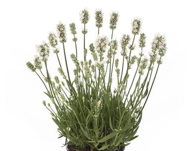 Lawenda wąskolistna AROMANCE® WHITE Lavandula angustifolia /C2 *6T