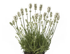 Lawenda wąskolistna AROMANCE® WHITE Lavandula angustifolia /C2 *K8