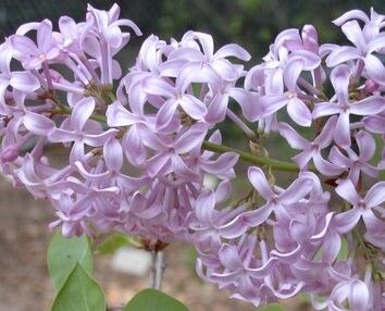 Lilak hiacyntowy CALIFORNIA ROSE Syringa x hyacinthiflora C7,5/1,6-1,8m