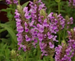 Kocimiętka różowa PINK DREAMS Nepeta subsessilis /C3