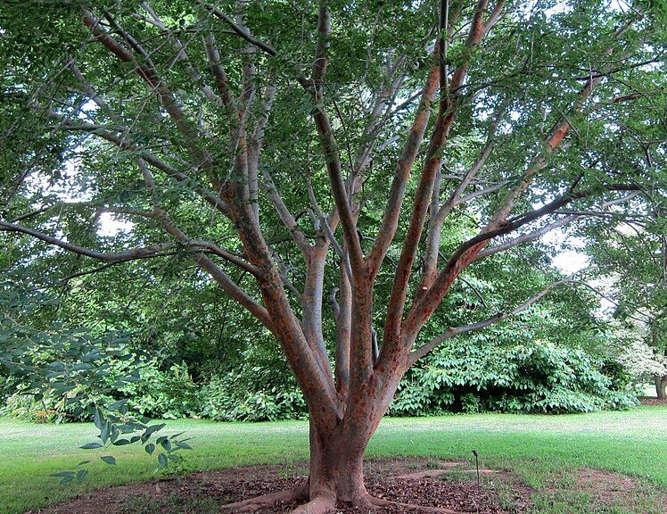 Zelkova sinica Brzostownica chińska C2/40cm *K15w4