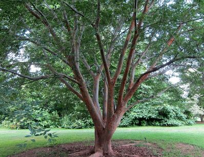 Zelkova sinica Brzostownica chińska C2/40cm *K15w4