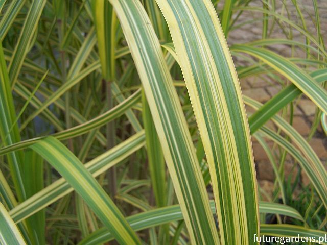 Miskant cukrowy GOTEMBA GOLD Miscanthus sacchariflorus /P11 *K5