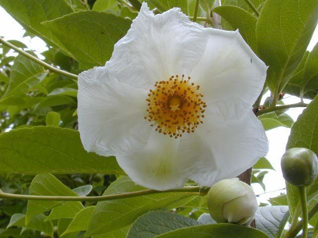 Stewarcja kameliowata koreańska Stewartia pseudocamellia var. koreana C5/60-80cm *K8