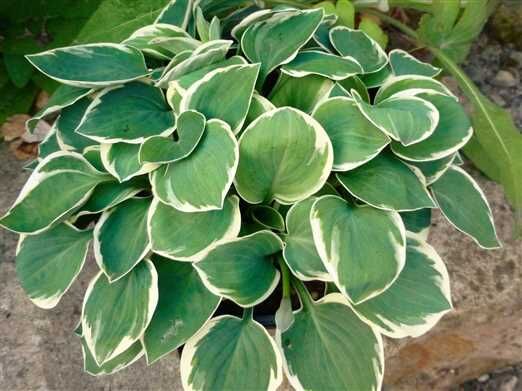 Hosta miniaturowa COUNTRY MOUSE Funkia /C0,5