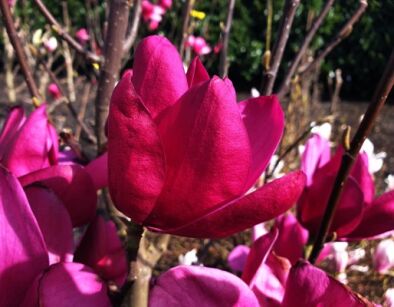 Magnolia kolumnowa PINK PYRAMID „MGPIN2010” PBR C10/80-100cm *T44