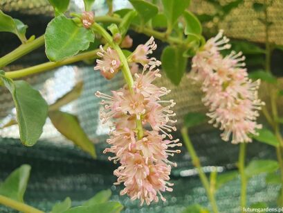 Winorośl chilijska Ercilla volubilis syn.Bridgesia spicata C7/100cm *K15