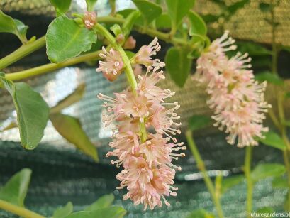 Winorośl chilijska Ercilla volubilis syn.Bridgesia spicata C7/100cm *TL