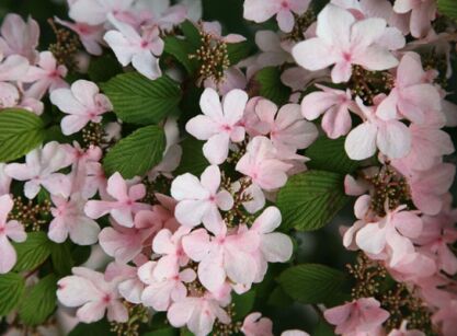 Kalina japońska PINK BEAUTY Viburnum plicatum C2/szer.20-30cm *K18