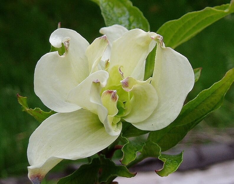 Dereń kwiecisty ALBA PLENA Cornus florida C5/60-80cm