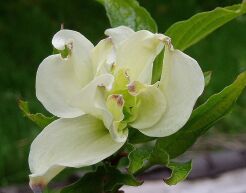 Dereń kwiecisty ALBA PLENA Cornus florida C5/60-80cm