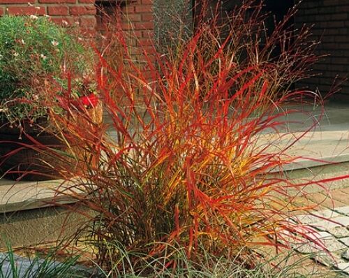Proso rózgowate REHBRAUN Panicum virgatum /C2 *T57