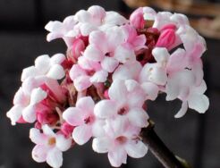 Kalina wonna DECEMBER DWARF na PNIU Viburnum farreri C20/Pa120(160)cm *K6