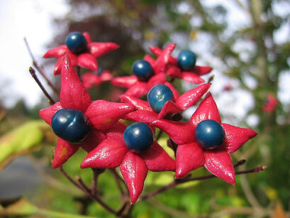 Szczęślin późny PURPLE BLAZE Clerodendrum trichotomum C2/40-60cm *29T