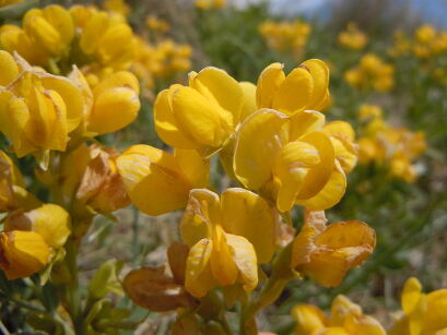 Łubinnik lancetowaty Thermopsis sinensis /P9(C2) *T67