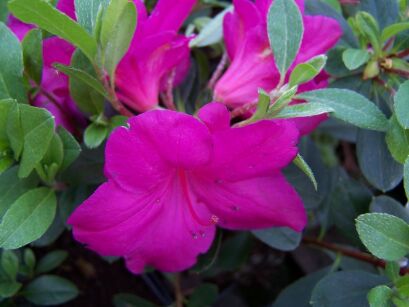 Karłowa azalia japońska RÓŻOWA Japanese azalea /P11