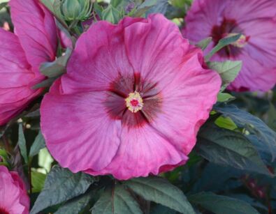 Hibiscus wielkokwiatowy BERRY AWESOME Ketmia /C5 *K14