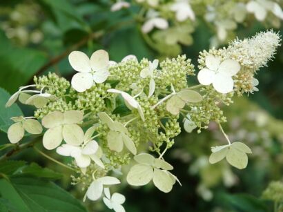 Hortensja wiechowata GREENSPIRE  Hydrangea paniculata 