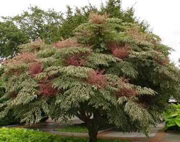 Aralia elata SILVER UMBRELLA syn.Variegata C20/60cm