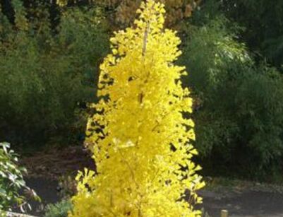 Miłorząb kolumnowy MENHIR Ginkgo biloba M. japoński C7,5/70-80cm