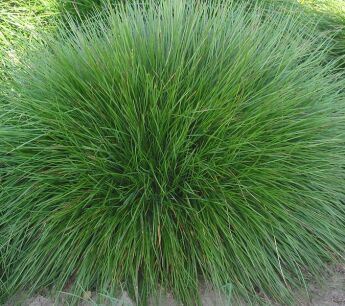 Kostrzewa czerwona Festuca rubra /C2 *K26