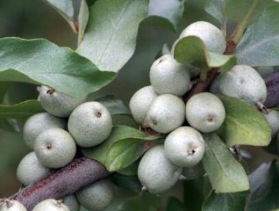 Oliwnik srebrzysty ZEMPIN Elaeagnus commutata C2/30cm *T41