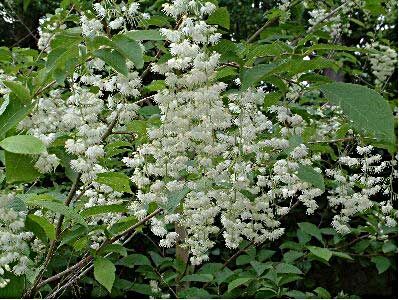 STYRAKOWIEC japoński Pterostyrax hispida C5/100-140cm *K6