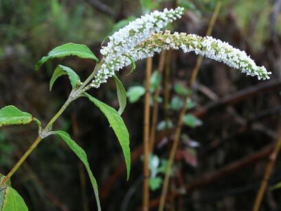 Budleja azjatycka Buddleja asiatica /C3 *13