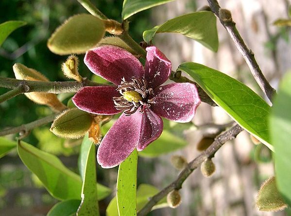 Magnolia figo STELLAR RUBY C12/60-80cm *T35-36