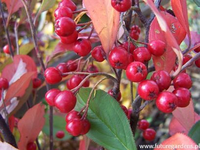 Aronia czerwona BRILLIANT Aronia arbutifolia C2/30cm *5