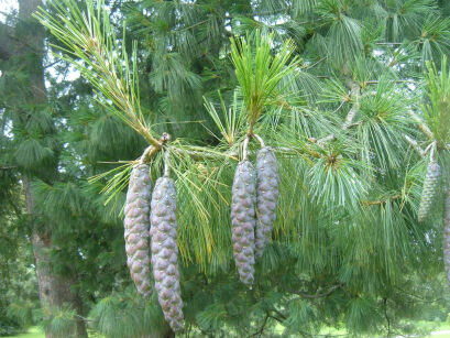 Sosna himalajska Pinus wallichiana syn. Pinus griffithii C3/30-50cm *P26