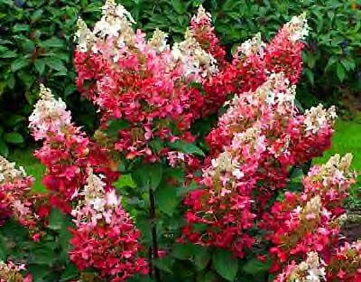 Hortensja wiechowata  PINKY WINKY Hydrangea paniculata /C4 *K18