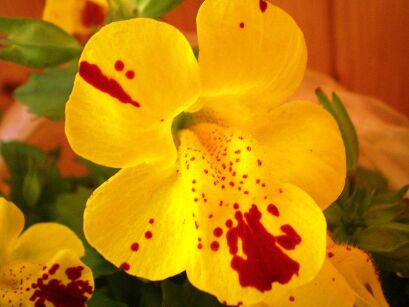 Kroplik żółty Mimulus luteus /P9 *K7