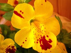 Kroplik żółty Mimulus luteus /P9 *K7