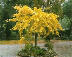 Miłorząb dwuklapowy PENDULA Ginkgo biloba /1,4-1,6m