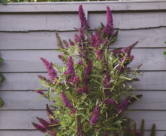 Budleja kolumnowa BUTTERFLY TOWER® /C3 *T21