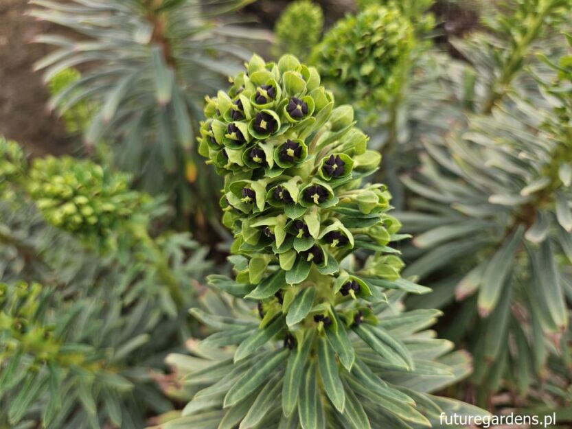 Euphorbia characias BLACK PEARL Wilczomlecz /P12 *K8