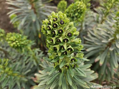 Euphorbia characias BLACK PEARL Wilczomlecz /P12 *K8