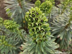 Euphorbia characias BLACK PEARL Wilczomlecz /P12 *K8