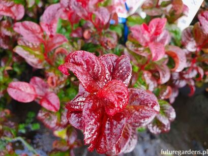 Kiścień wawrzynowy CURLY RED Leucothoe axillaris /C2 *K19