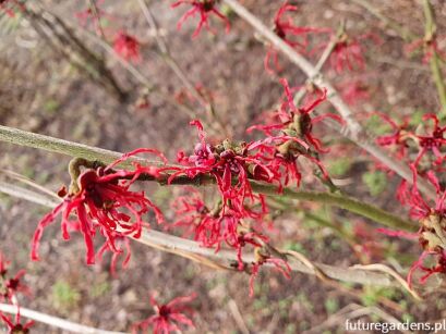 Oczar pośredni BIRGIT Hamamelis x intermedia C5/60-80cm *K15