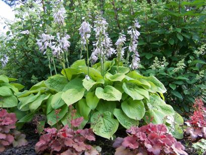 Hosta SUM and SUBSTANCE Funkia /C2-C3 *K7