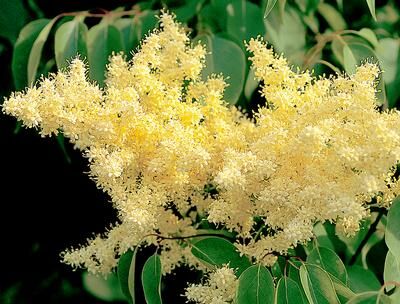 Lilak pekiński BEIJING GOLD Syringa pekinensis - balot/60-80cm *K15