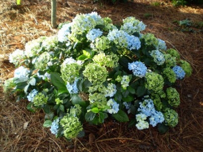 Hortensja ogrodowa MARINA Hydrangea macrophylla /C5 