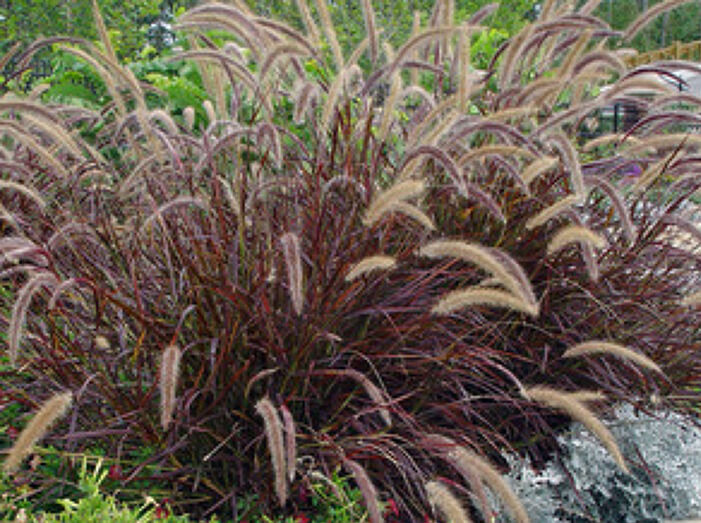 Rozplenica czerwona RUBRUM Pennisetum setaceum /P12 *G