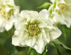 Ciemiernik DOUBLE ELLEN WHITE Helleborus /P11