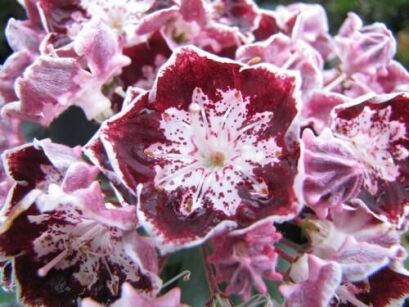 Kalmia szerokolistna KEEPSAKE Kalmia latifolia C4/30-40cm *K9