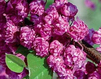 JUDASZOWIEC kanadyjski PINK POM POMS Cercis canadensis C4/60-80cm *11