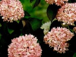 Kalina japońska KERN'S PINK Viburnum plicatum C3/20-30cm